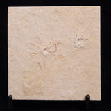 FLOATING CRINOID FOSSIL SACCOCOMA PECTINATA, Jurassic, Germany XFC033