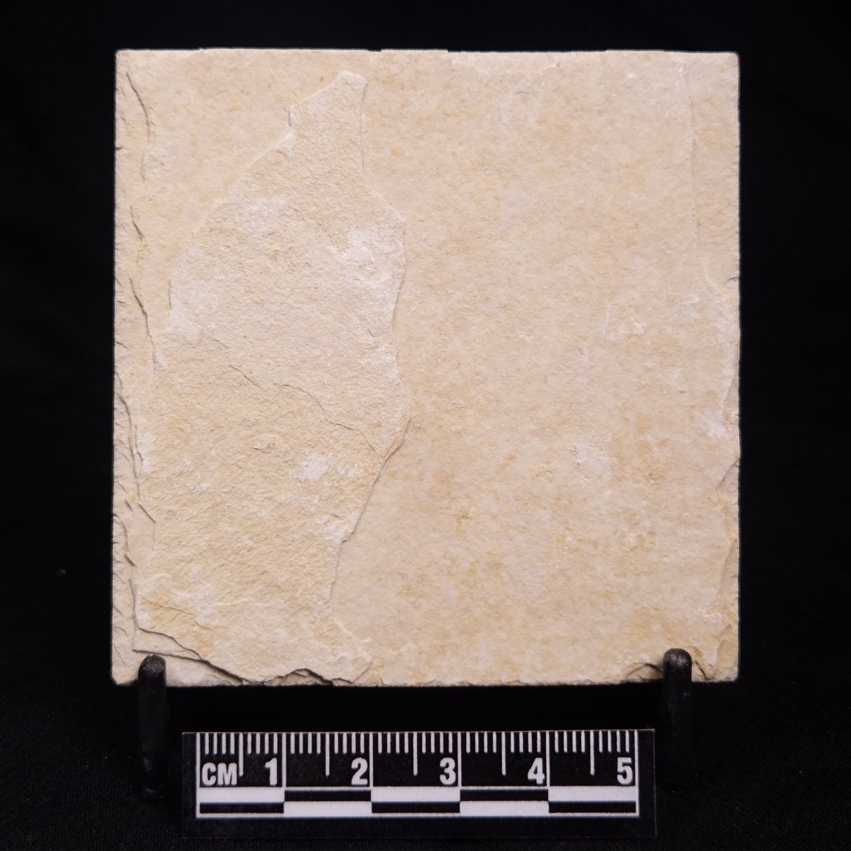 FLOATING CRINOID FOSSIL SACCOCOMA PECTINATA, Jurassic, Germany XFC033