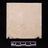 FLOATING CRINOID FOSSIL SACCOCOMA PECTINATA, Jurassic, Germany XFC033