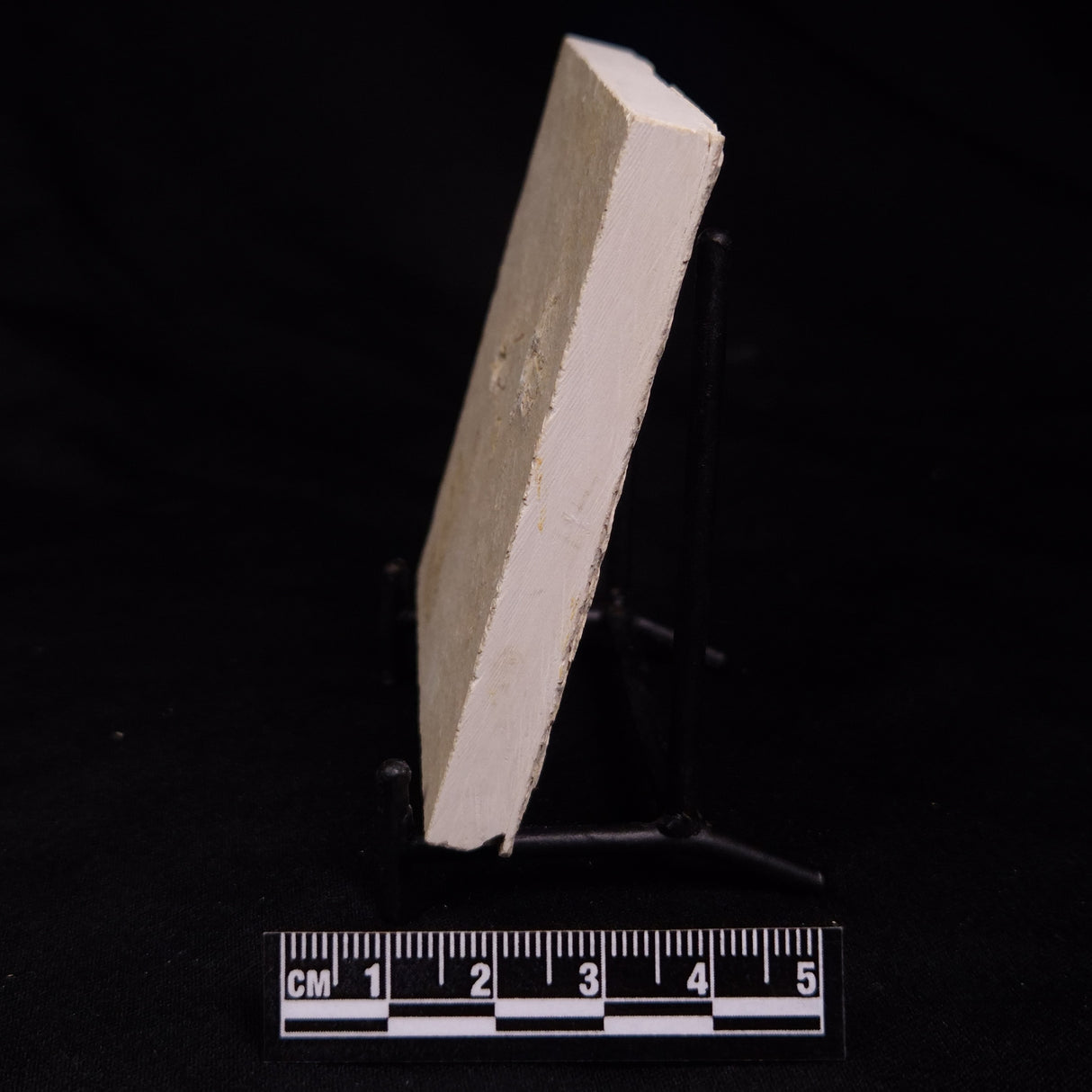 FLOATING CRINOID FOSSIL SACCOCOMA PECTINATA, Jurassic, Germany XFC033