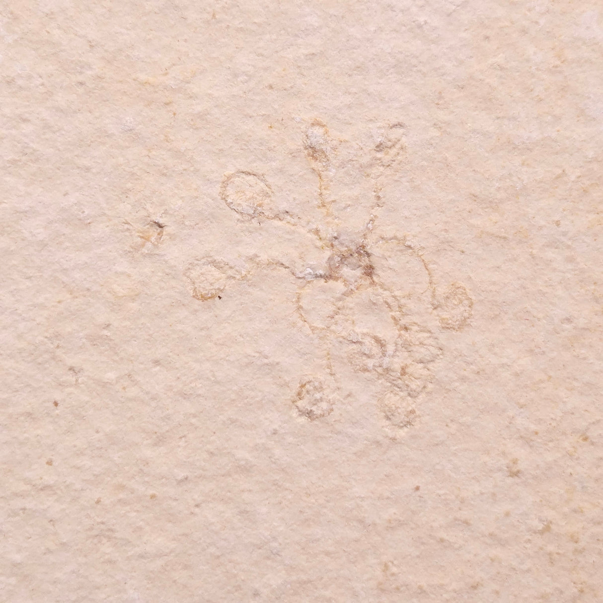 FLOATING CRINOID FOSSIL SACCOCOMA PECTINATA, Jurassic, Germany XFC034
