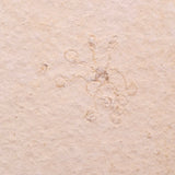 FLOATING CRINOID FOSSIL SACCOCOMA PECTINATA, Jurassic, Germany XFC034