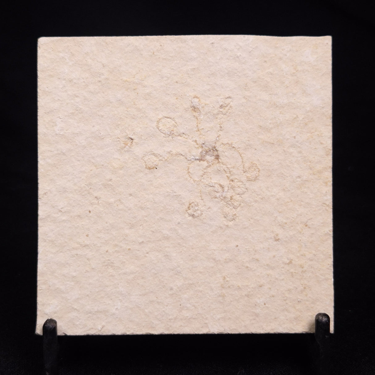 FLOATING CRINOID FOSSIL SACCOCOMA PECTINATA, Jurassic, Germany XFC034