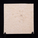 FLOATING CRINOID FOSSIL SACCOCOMA PECTINATA, Jurassic, Germany XFC034