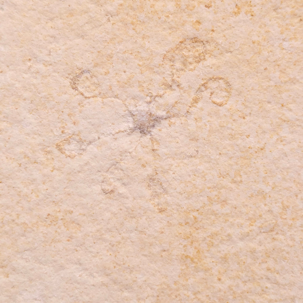 FLOATING CRINOID FOSSIL SACCOCOMA PECTINATA, Jurassic, Germany XFC035
