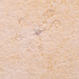 FLOATING CRINOID FOSSIL SACCOCOMA PECTINATA, Jurassic, Germany XFC035