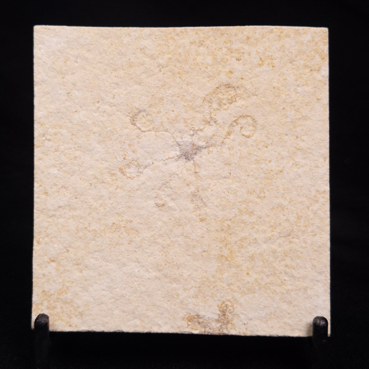 FLOATING CRINOID FOSSIL SACCOCOMA PECTINATA, Jurassic, Germany XFC035