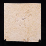 FLOATING CRINOID FOSSIL SACCOCOMA PECTINATA, Jurassic, Germany XFC035