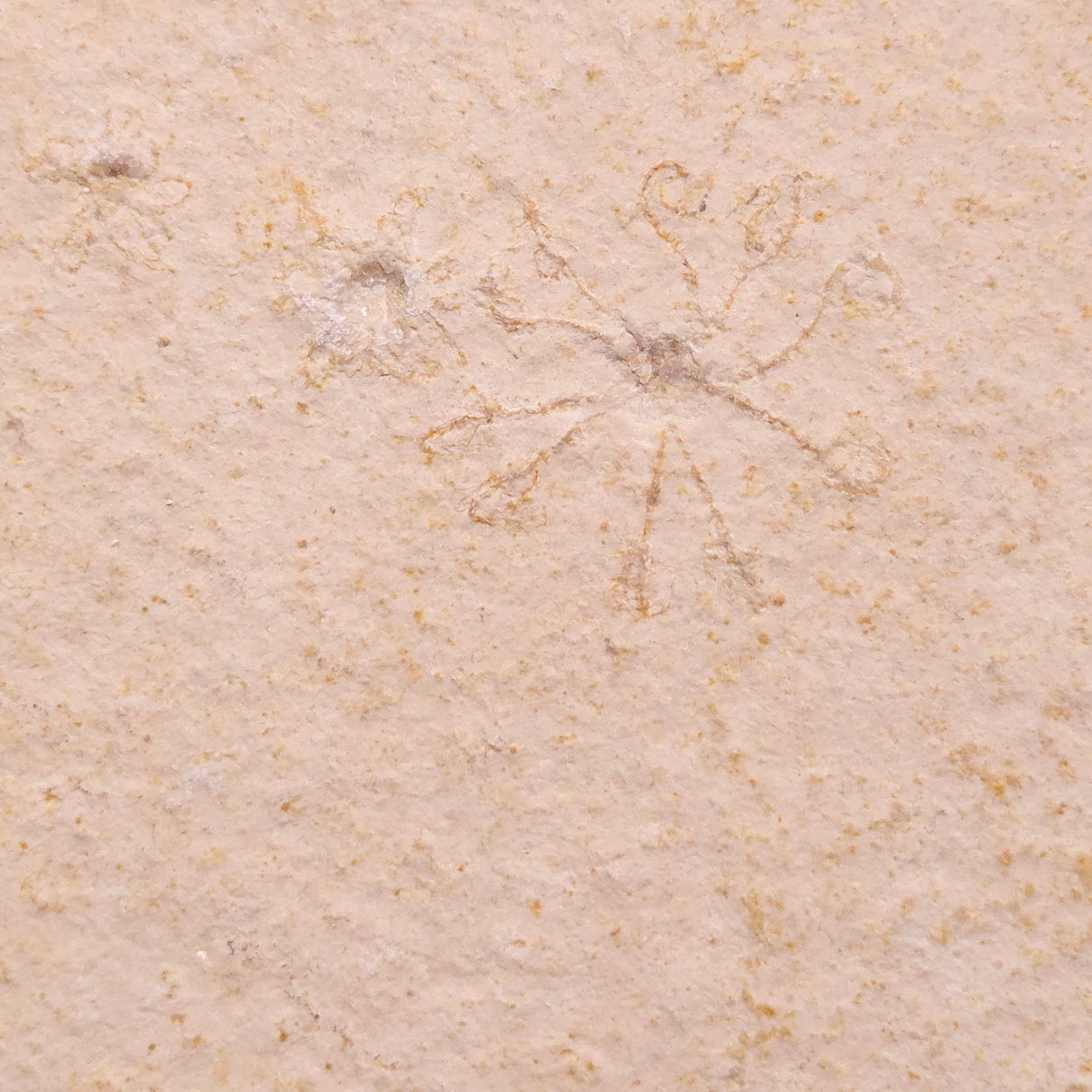 FLOATING CRINOID FOSSIL SACCOCOMA PECTINATA, Jurassic, Germany XFC036
