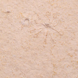 FLOATING CRINOID FOSSIL SACCOCOMA PECTINATA, Jurassic, Germany XFC036