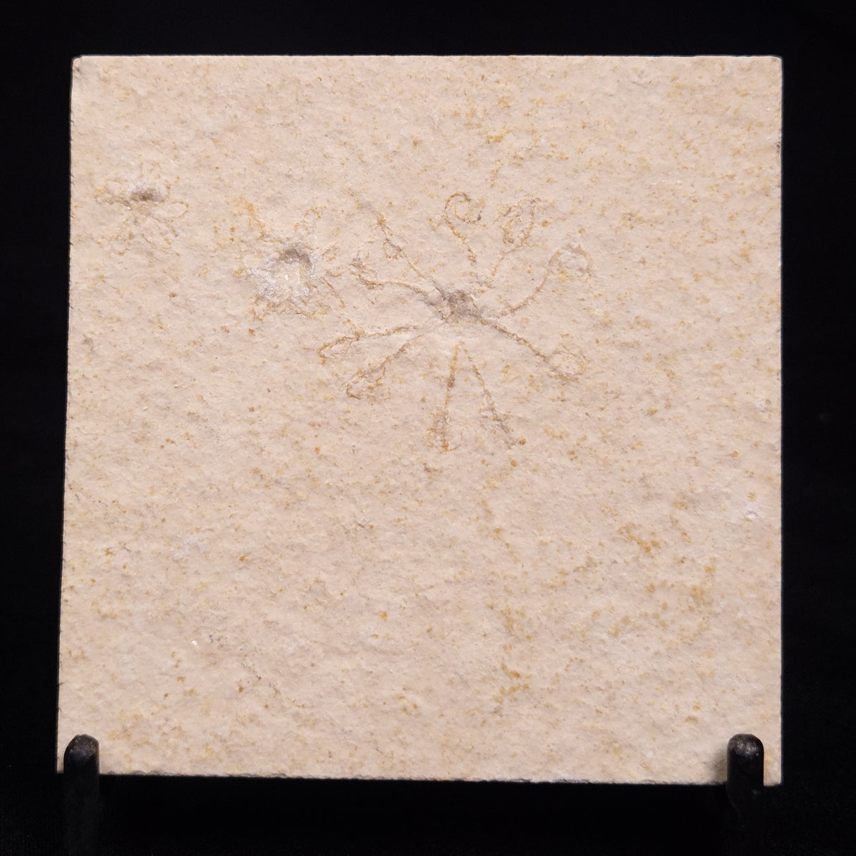 FLOATING CRINOID FOSSIL SACCOCOMA PECTINATA, Jurassic, Germany XFC036