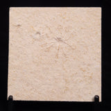 FLOATING CRINOID FOSSIL SACCOCOMA PECTINATA, Jurassic, Germany XFC036