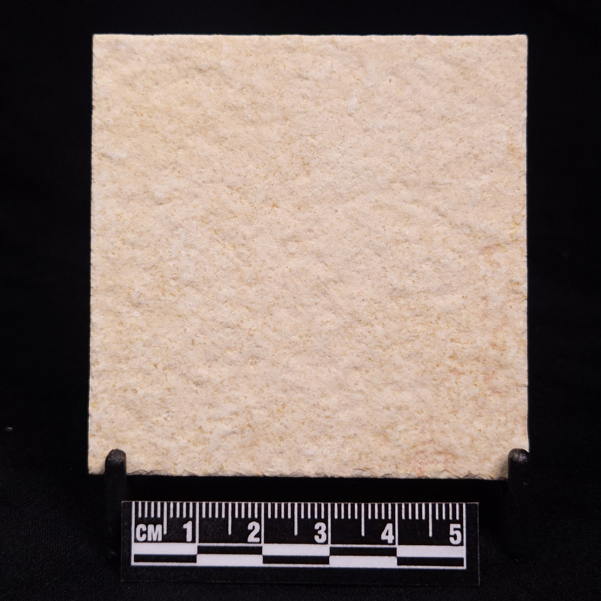 FLOATING CRINOID FOSSIL SACCOCOMA PECTINATA, Jurassic, Germany XFC036