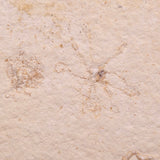 FLOATING CRINOID FOSSIL SACCOCOMA PECTINATA, Jurassic, Germany XFC037