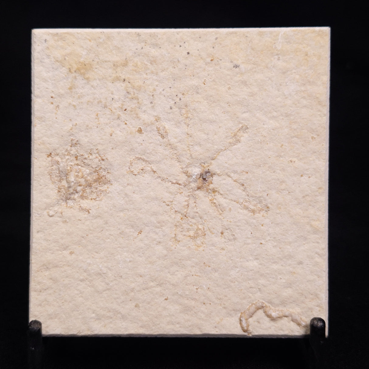 FLOATING CRINOID FOSSIL SACCOCOMA PECTINATA, Jurassic, Germany XFC037