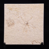 FLOATING CRINOID FOSSIL SACCOCOMA PECTINATA, Jurassic, Germany XFC037