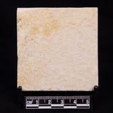 FLOATING CRINOID FOSSIL SACCOCOMA PECTINATA, Jurassic, Germany XFC037