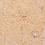 FLOATING CRINOID FOSSIL SACCOCOMA PECTINATA, Jurassic, Germany XFC038