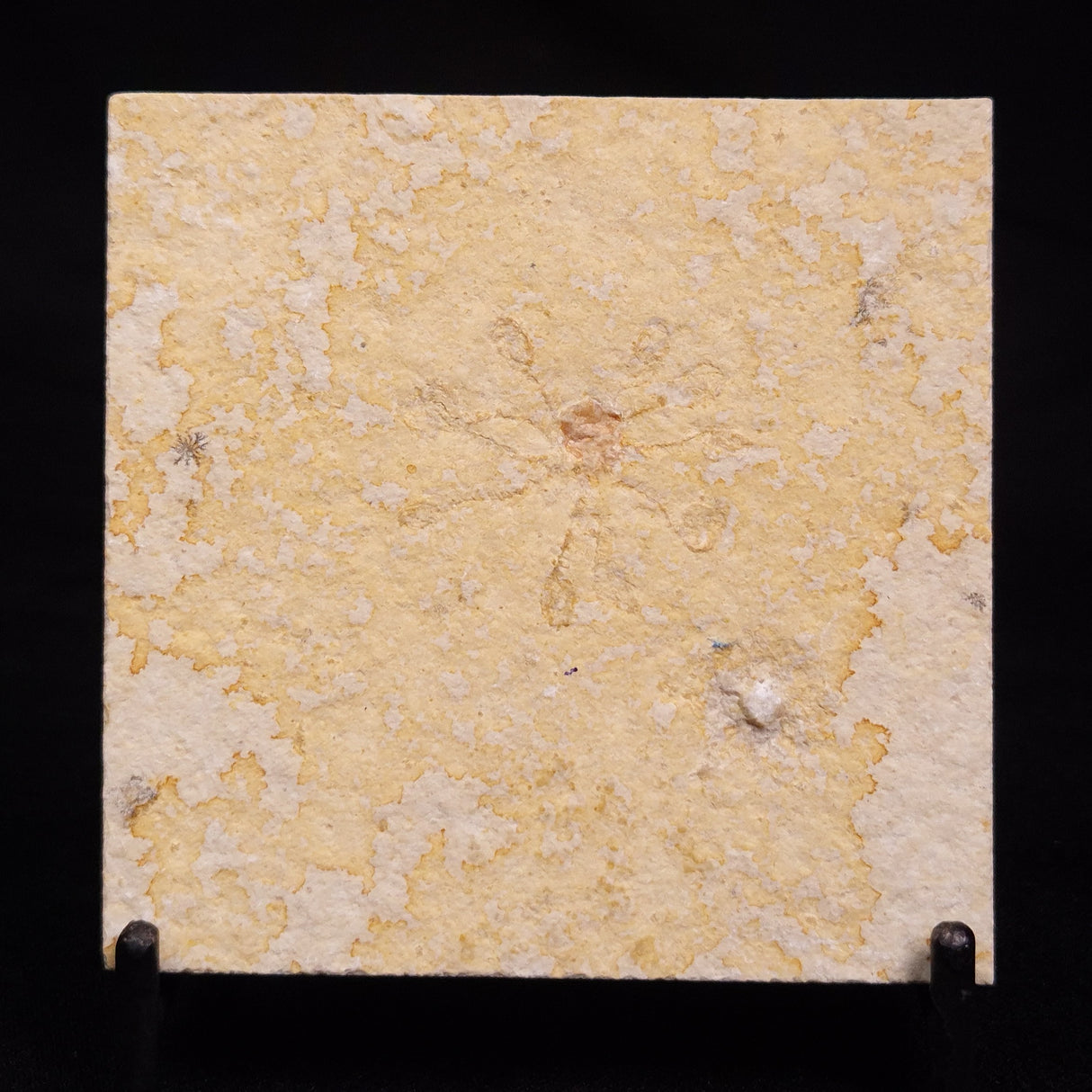 FLOATING CRINOID FOSSIL SACCOCOMA PECTINATA, Jurassic, Germany XFC038