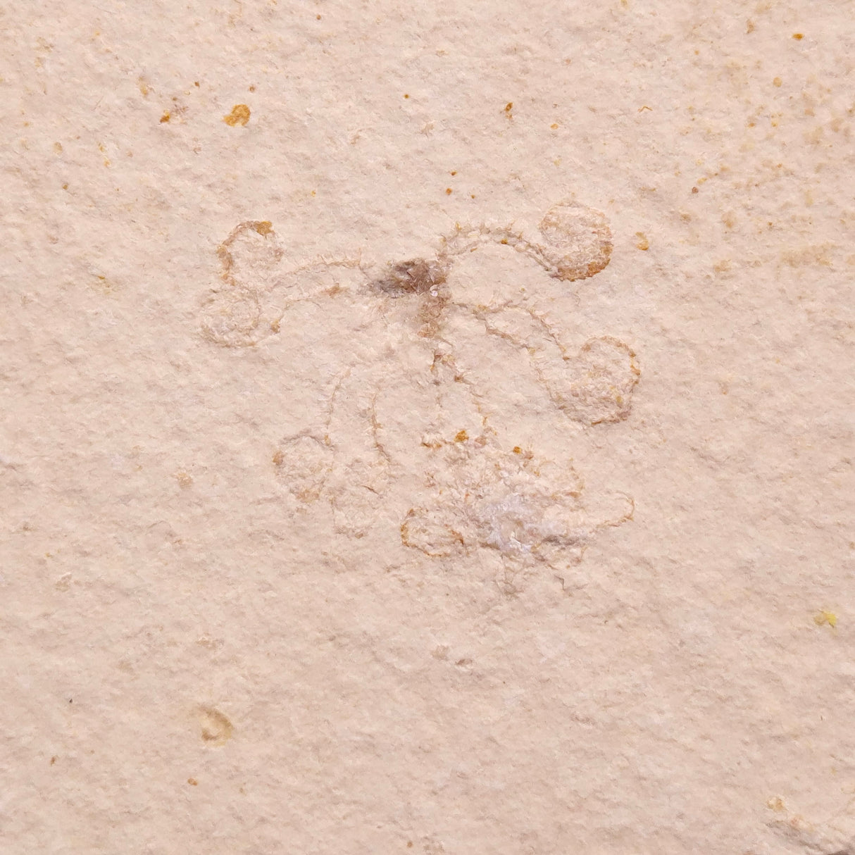 FLOATING CRINOID FOSSIL SACCOCOMA PECTINATA, Jurassic, Germany XFC039