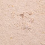 FLOATING CRINOID FOSSIL SACCOCOMA PECTINATA, Jurassic, Germany XFC039