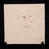FLOATING CRINOID FOSSIL SACCOCOMA PECTINATA, Jurassic, Germany XFC039