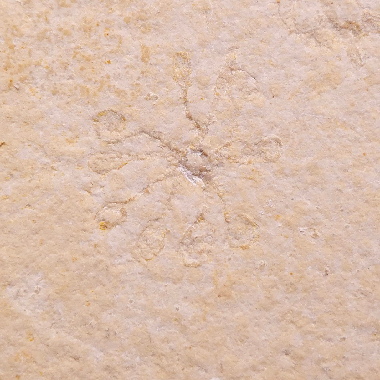 FLOATING CRINOID FOSSIL SACCOCOMA PECTINATA, Jurassic, Germany XFC040