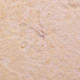 FLOATING CRINOID FOSSIL SACCOCOMA PECTINATA, Jurassic, Germany XFC040