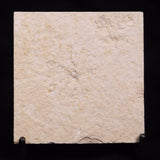 FLOATING CRINOID FOSSIL SACCOCOMA PECTINATA, Jurassic, Germany XFC040