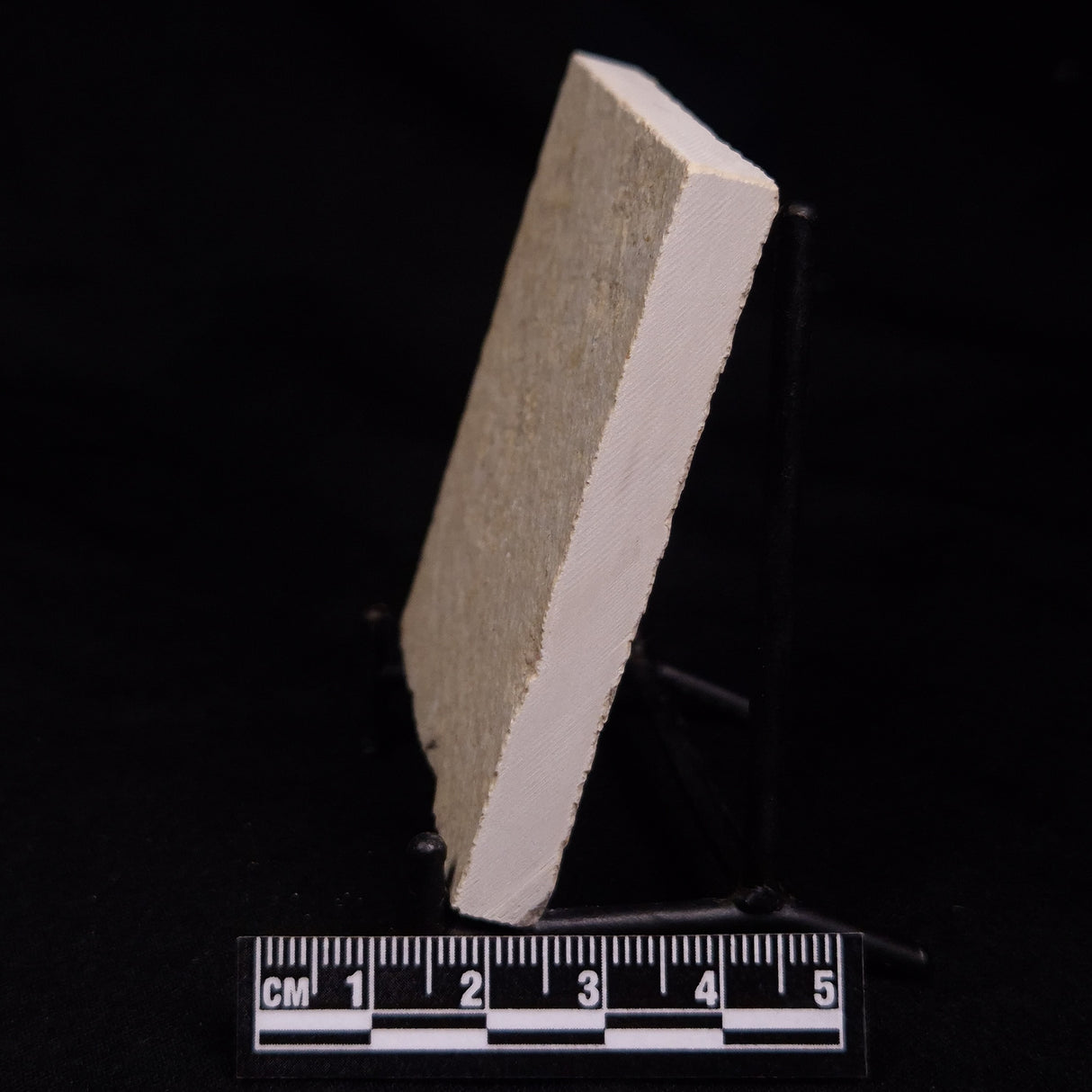 FLOATING CRINOID FOSSIL SACCOCOMA PECTINATA, Jurassic, Germany XFC040
