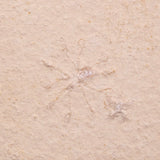 FLOATING CRINOID FOSSIL SACCOCOMA PECTINATA, Jurassic, Germany XFC041