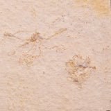 FLOATING CRINOID FOSSIL SACCOCOMA PECTINATA, Jurassic, Germany XFC042