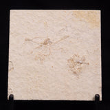 FLOATING CRINOID FOSSIL SACCOCOMA PECTINATA, Jurassic, Germany XFC042