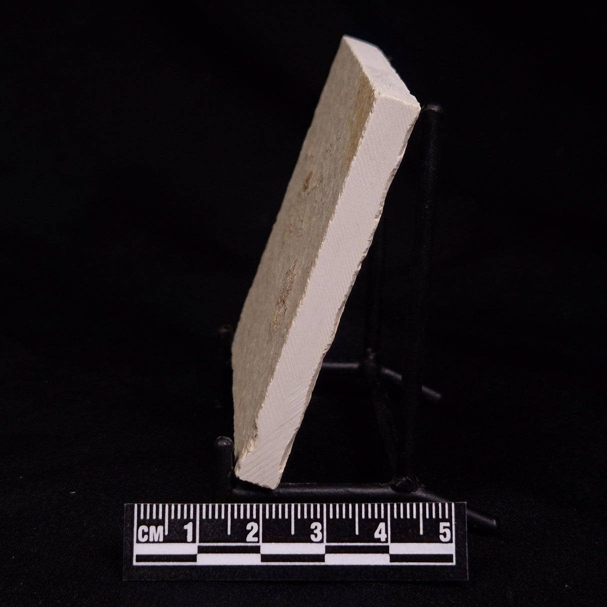 FLOATING CRINOID FOSSIL SACCOCOMA PECTINATA, Jurassic, Germany XFC042