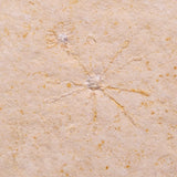 FLOATING CRINOID FOSSIL SACCOCOMA PECTINATA, Jurassic, Germany XFC043