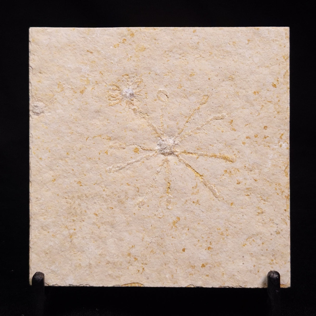 FLOATING CRINOID FOSSIL SACCOCOMA PECTINATA, Jurassic, Germany XFC043