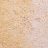 FLOATING CRINOID FOSSIL SACCOCOMA PECTINATA, Jurassic, Germany XFC044