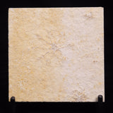 FLOATING CRINOID FOSSIL SACCOCOMA PECTINATA, Jurassic, Germany XFC044