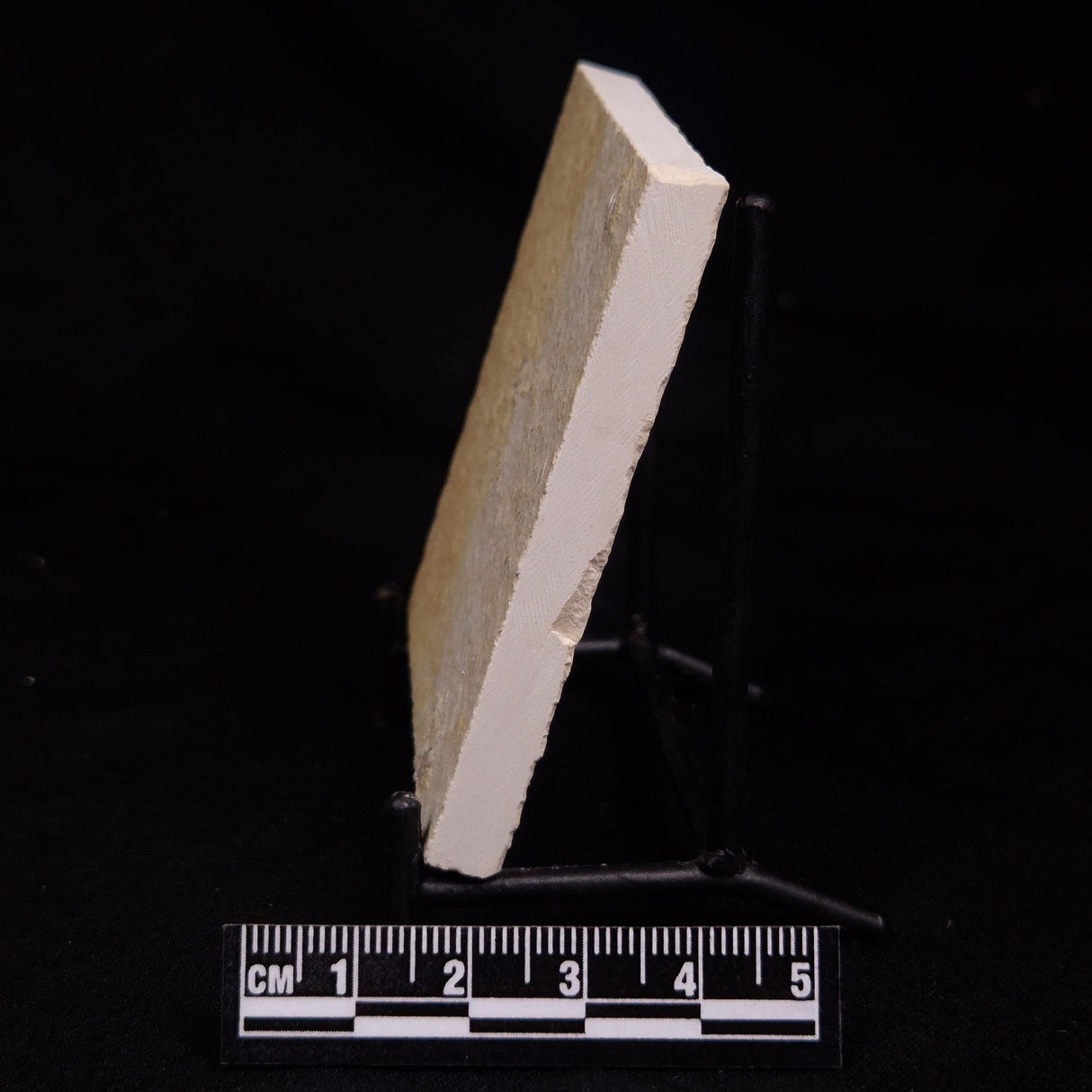 FLOATING CRINOID FOSSIL SACCOCOMA PECTINATA, Jurassic, Germany XFC044