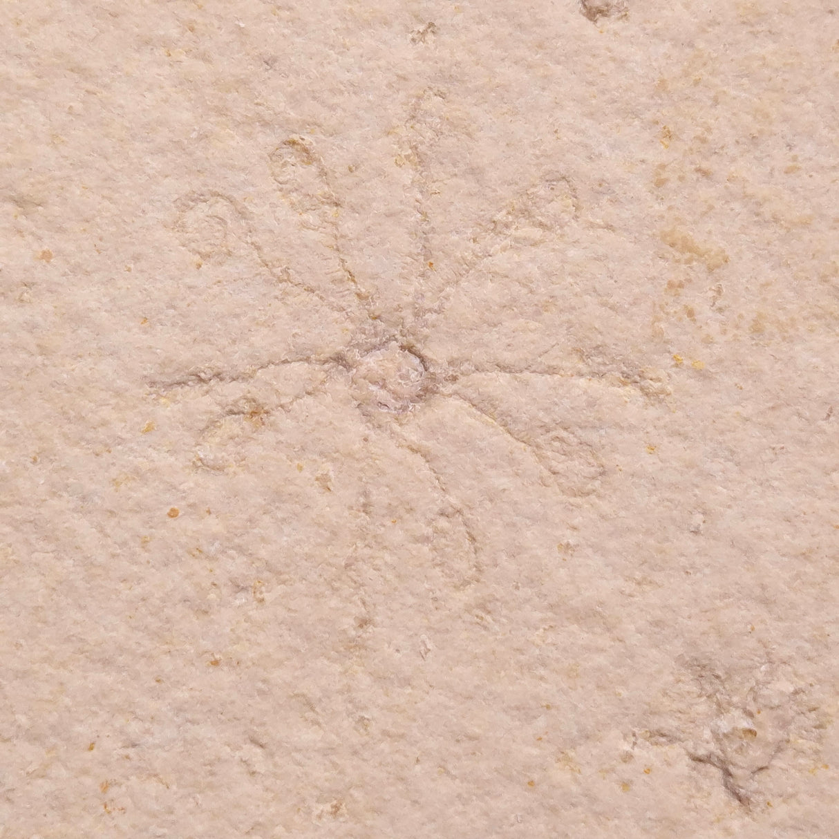 FLOATING CRINOID FOSSIL SACCOCOMA PECTINATA, Jurassic, Germany XFC045