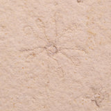 FLOATING CRINOID FOSSIL SACCOCOMA PECTINATA, Jurassic, Germany XFC045