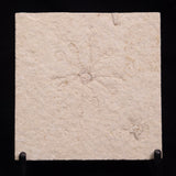 FLOATING CRINOID FOSSIL SACCOCOMA PECTINATA, Jurassic, Germany XFC045