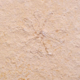 FLOATING CRINOID FOSSIL SACCOCOMA PECTINATA, Jurassic, Germany XFC046
