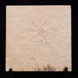 FLOATING CRINOID FOSSIL SACCOCOMA PECTINATA, Jurassic, Germany XFC046