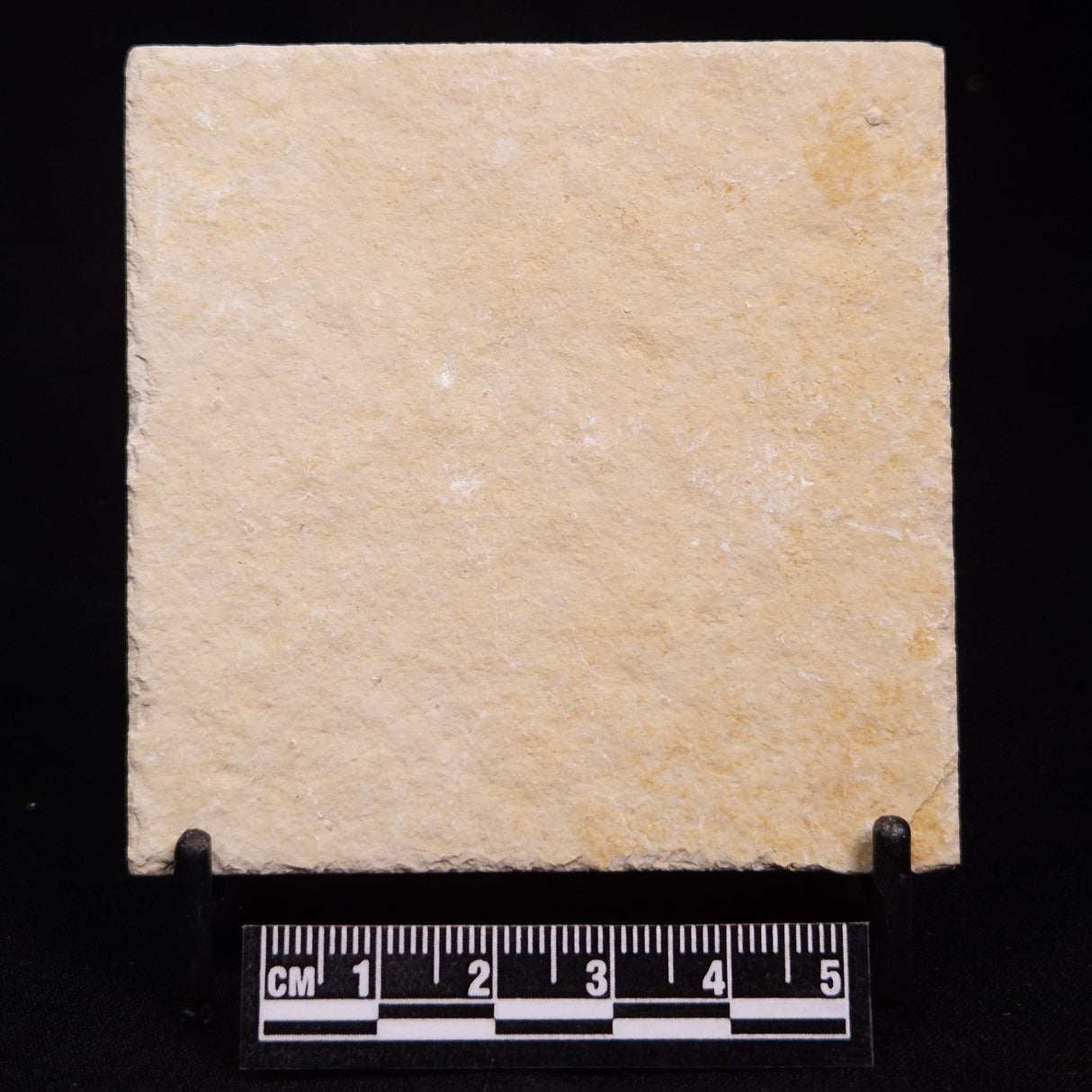 FLOATING CRINOID FOSSIL SACCOCOMA PECTINATA, Jurassic, Germany XFC046