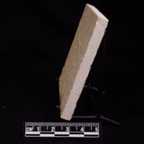 FLOATING CRINOID FOSSIL SACCOCOMA PECTINATA, Jurassic, Germany XFC046