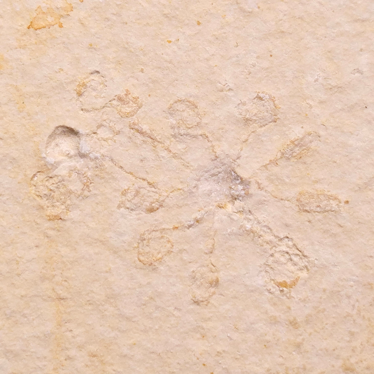 FLOATING CRINOID FOSSIL SACCOCOMA PECTINATA, Jurassic, Germany XFC048