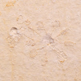 FLOATING CRINOID FOSSIL SACCOCOMA PECTINATA, Jurassic, Germany XFC048