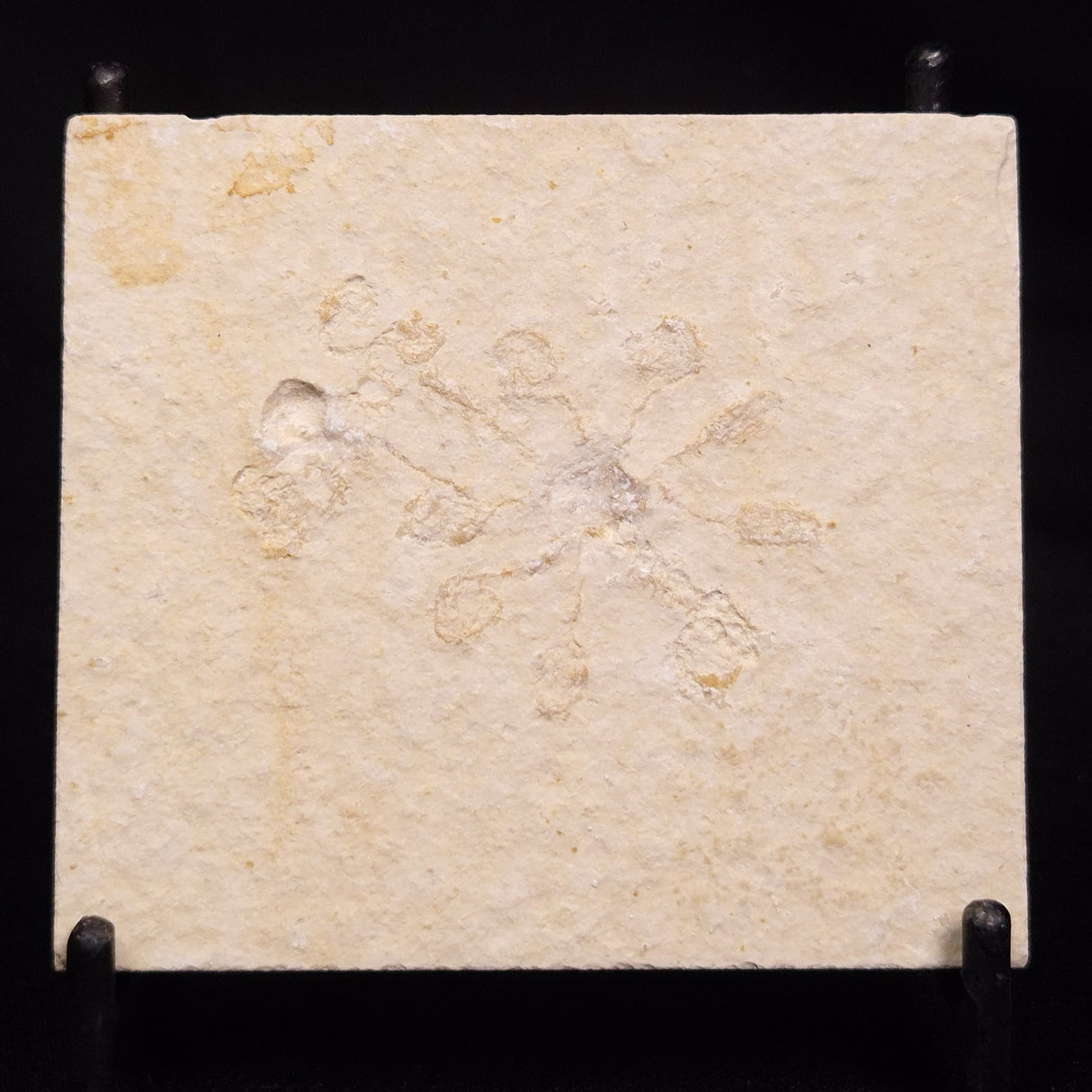 FLOATING CRINOID FOSSIL SACCOCOMA PECTINATA, Jurassic, Germany XFC048