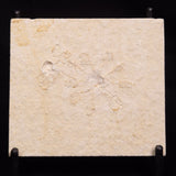 FLOATING CRINOID FOSSIL SACCOCOMA PECTINATA, Jurassic, Germany XFC048